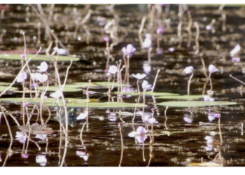 Rapport des plantes LCMAE 2019