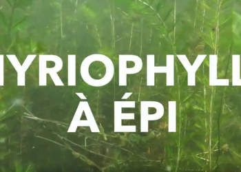 Programme national de gestion du myriophylle à épi