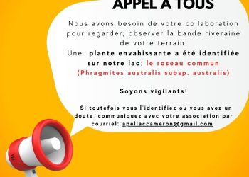 Appel à tous : une plante envahissante a été identifiée sur notre lac, le roseau commun