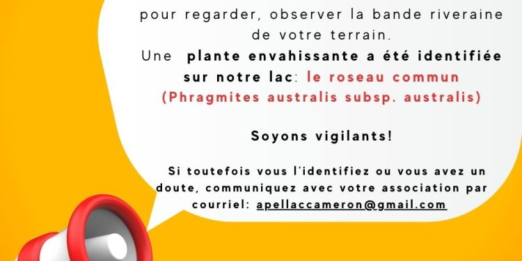 Appel à tous : une plante envahissante a été identifiée sur notre lac, le roseau commun